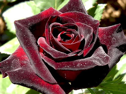 Роза чайно-гибридная Блэк Баккара 